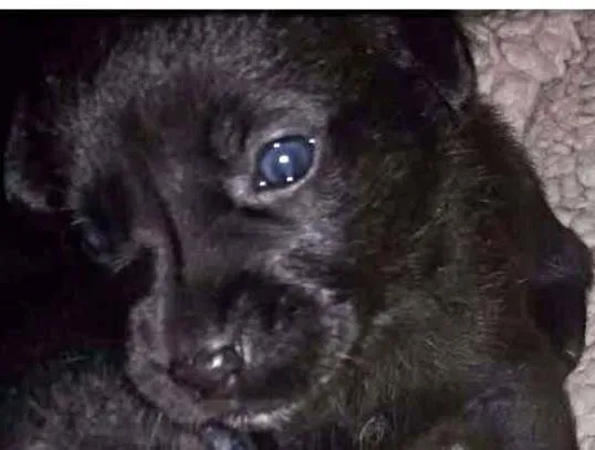 Cachorro ra a SRD idade Abaixo de 2 meses nome Nutella
