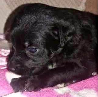Cachorro ra a SRD idade Abaixo de 2 meses nome Nicky