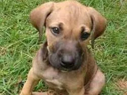 Cachorro raça SRD idade 2 a 6 meses nome sem nome