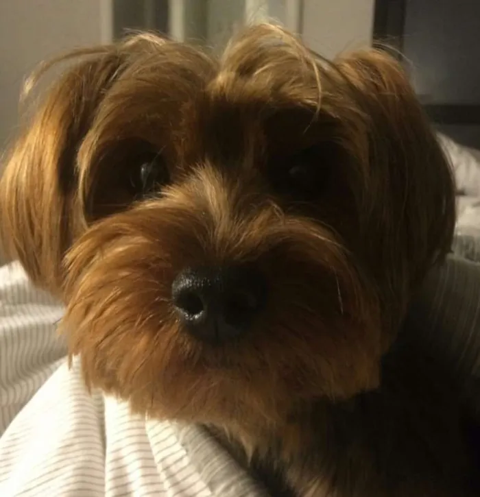Cachorro ra a Yorkshire idade 3 anos nome Jack