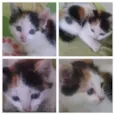 Gatinha amorosa