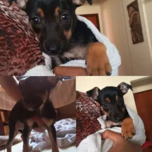 Cachorro raça vira lata idade Abaixo de 2 meses nome Ringo