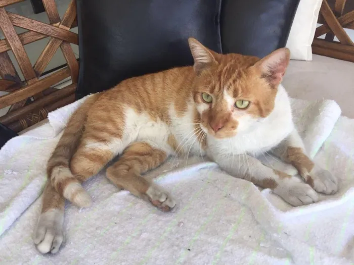 Gato raça Gato idade 1 ano nome Gato