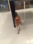 Gato