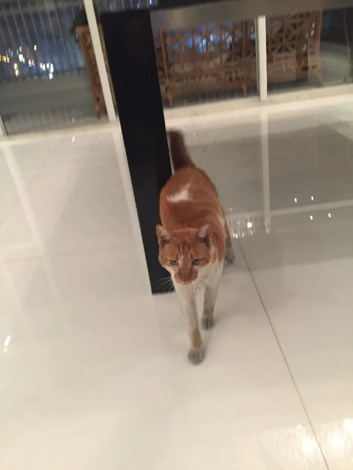 Gato raça Gato idade 1 ano nome Gato