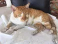 Gato