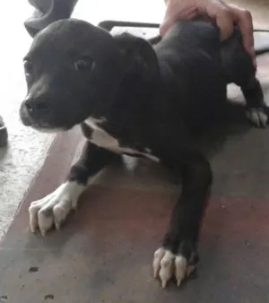 Cachorro raça SRD idade 2 a 6 meses nome pretinha