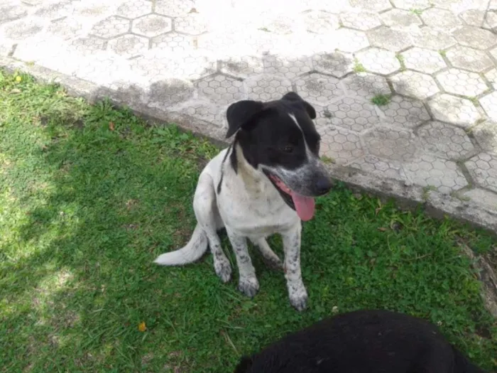 Cachorro ra a SRD idade  nome Manolo