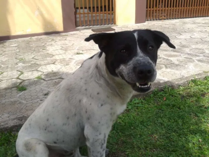 Cachorro ra a SRD idade  nome Manolo