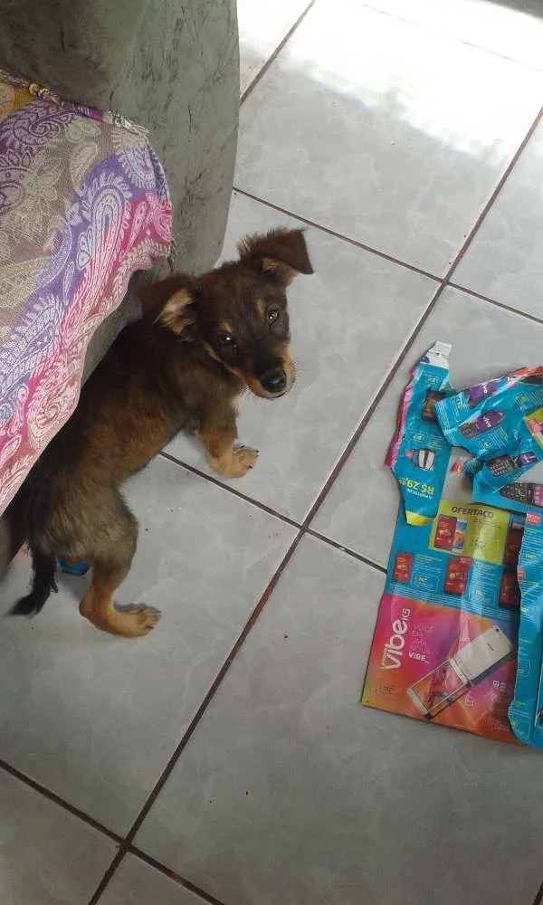 Cachorro ra a vira lata idade 2 a 6 meses nome serafim