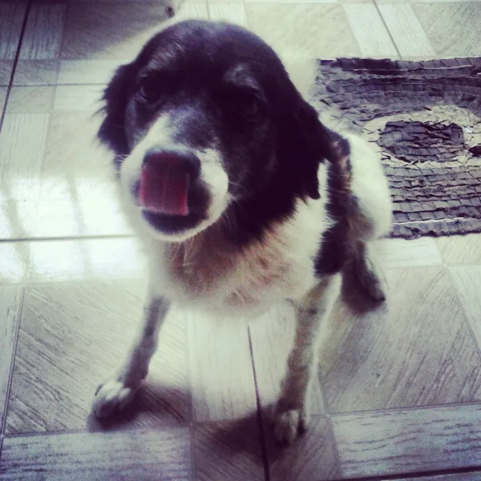 Cachorro ra a SRD idade 6 ou mais anos nome Bethoven