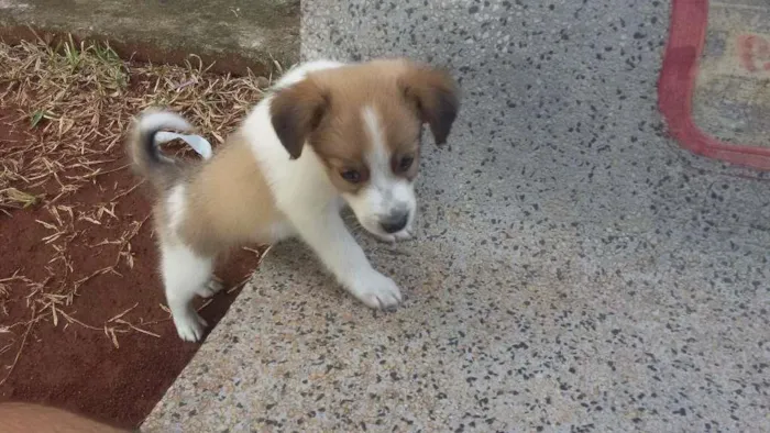 Cachorro ra a Vira lata idade 2 a 6 meses nome Snoopy