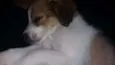 Snoopy