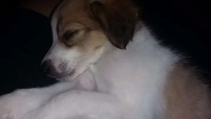 Cachorro ra a Vira lata idade 2 a 6 meses nome Snoopy