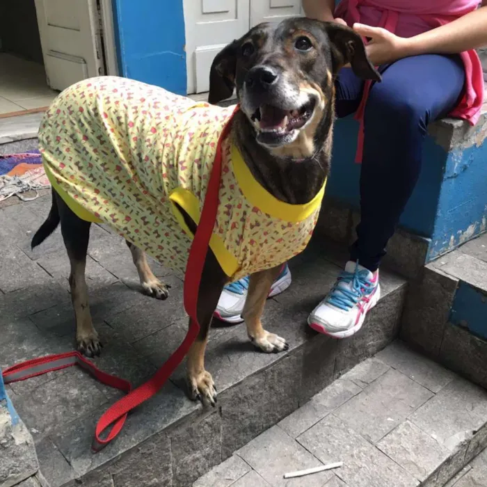 Cachorro ra a Sem Raça Definida idade 4 anos nome Bolinha