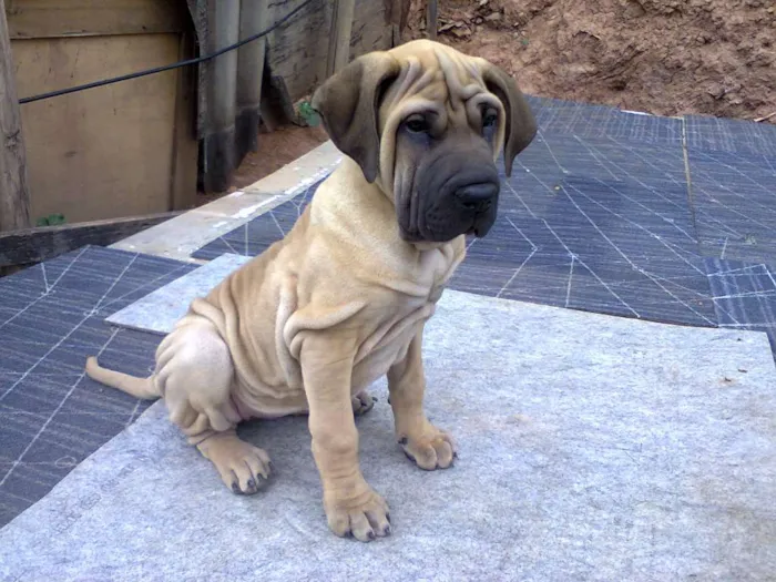 Cachorro ra a Fila idade 2 anos nome Julia