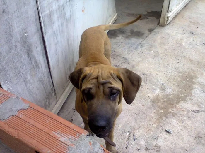 Cachorro ra a Fila idade 2 anos nome Julia