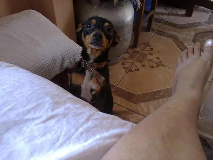 Cachorro ra a Pinscher idade 4 anos nome Nina
