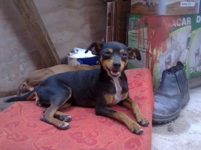 Cachorro ra a Pinscher idade 4 anos nome Nina