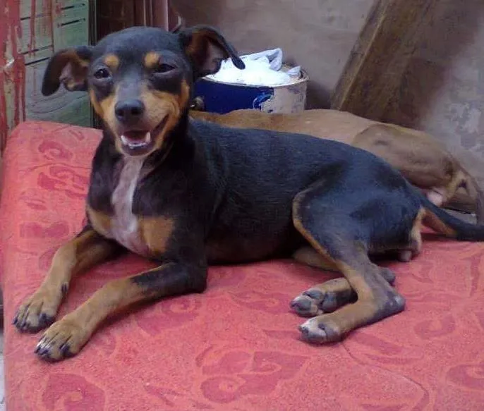 Cachorro ra a Pinscher idade 4 anos nome Nina