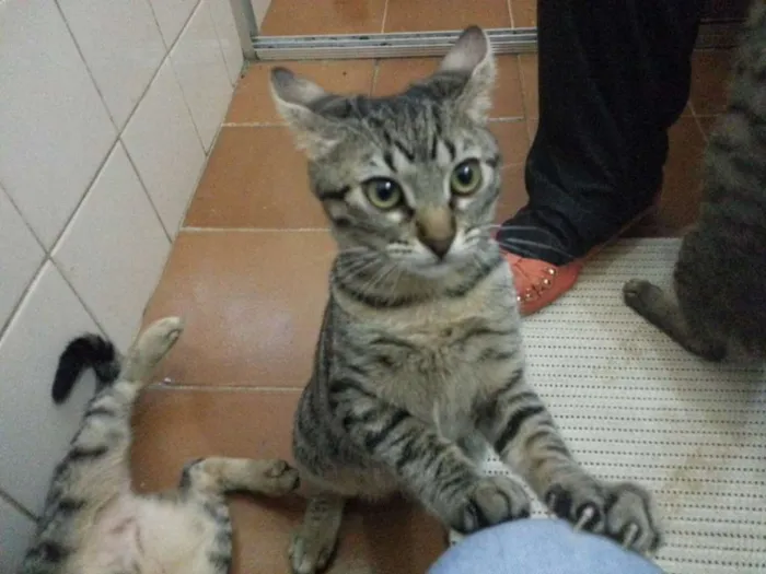 Gato ra a SRD idade 2 a 6 meses nome Filhotinhos