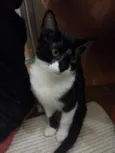 Filhotinhos