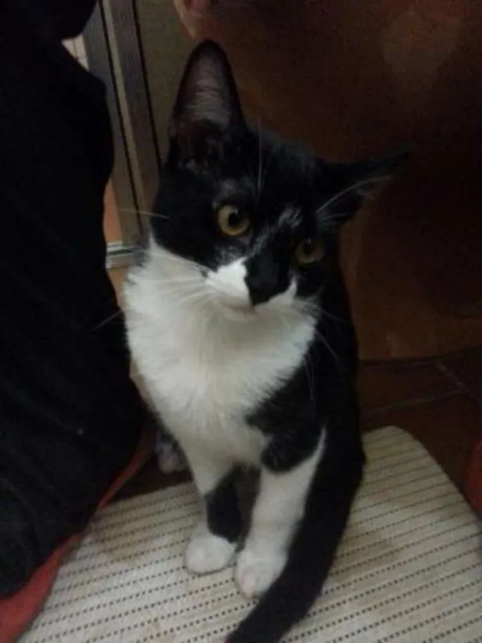 Gato ra a SRD idade 2 a 6 meses nome Filhotinhos