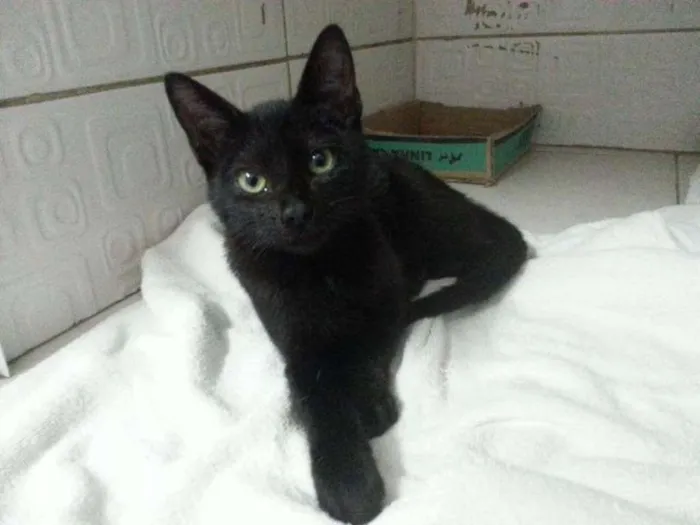 Gato ra a SRD idade 2 a 6 meses nome Filhotinhos