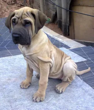 Cachorro raça Fila idade 2 anos nome Julia