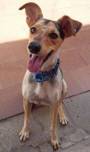 Cachorro raça Srd idade 1 ano nome Bella