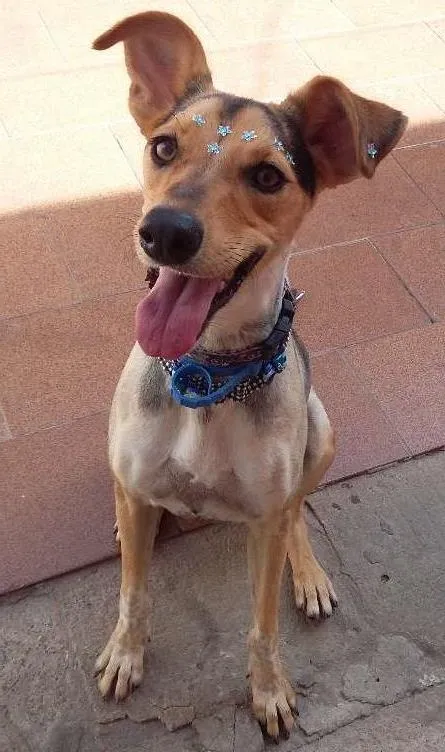 Cachorro ra a Srd idade 1 ano nome Bella