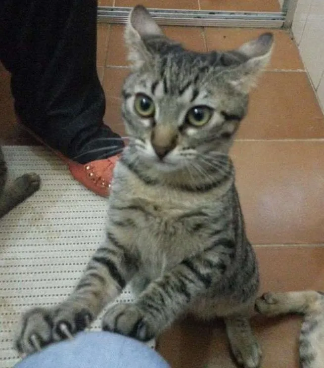 Gato ra a SRD idade 2 a 6 meses nome Filhotinhos