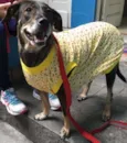 Bolinha
