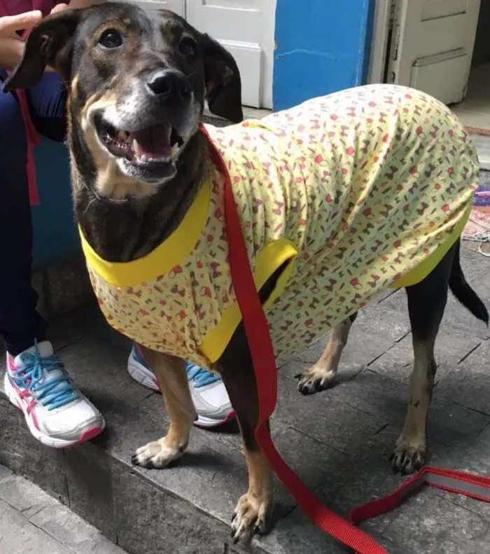 Cachorro ra a Sem Raça Definida idade 4 anos nome Bolinha