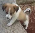 Snoopy
