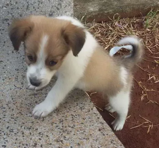 Cachorro ra a Vira lata idade 2 a 6 meses nome Snoopy