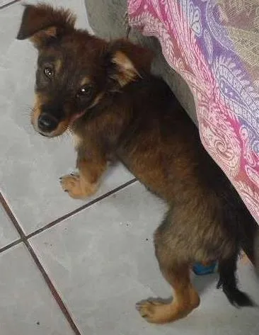 Cachorro ra a vira lata idade 2 a 6 meses nome serafim