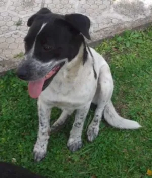 Cachorro raça SRD idade  nome Manolo
