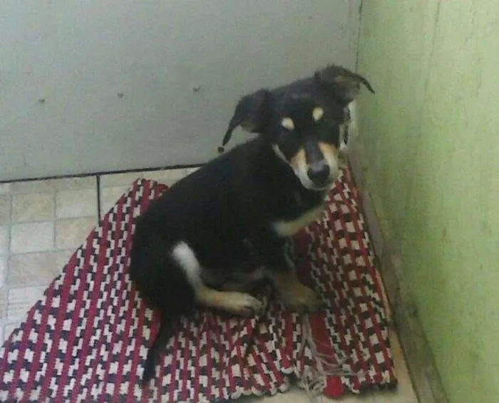 Cachorro ra a SRD idade 2 a 6 meses nome Nescau