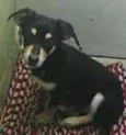 Nescau