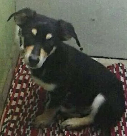 Cachorro ra a SRD idade 2 a 6 meses nome Nescau