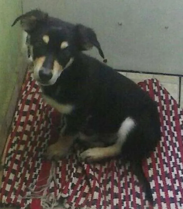 Cachorro ra a SRD idade 2 a 6 meses nome Nescau
