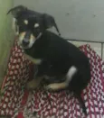 Nescau