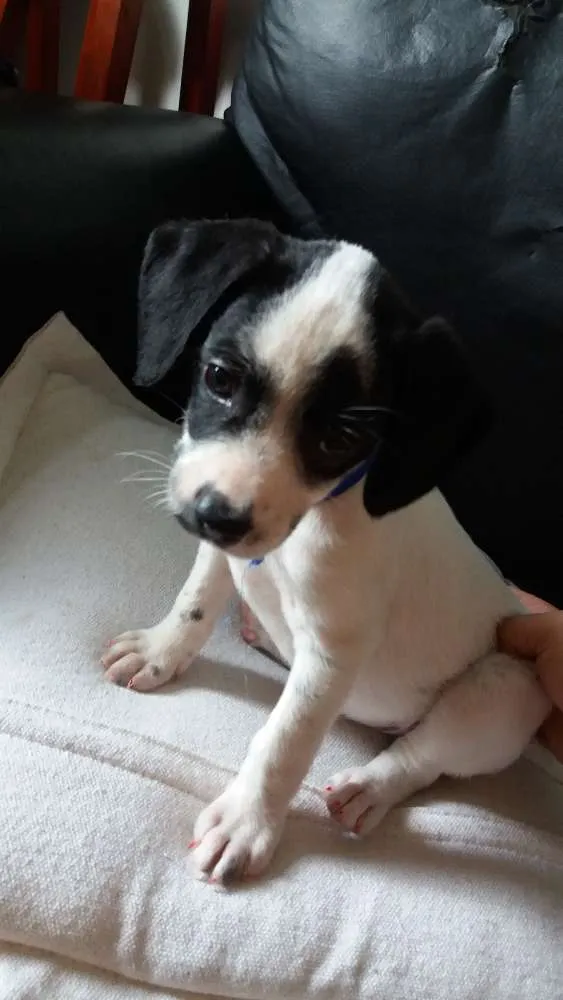 Cachorro raça Vira-lata  idade 2 a 6 meses nome Luna
