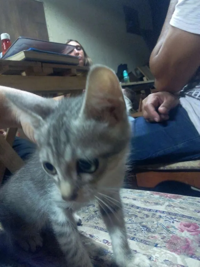 Gato ra a Sem raça idade Abaixo de 2 meses nome GATINHOS