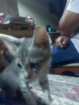 GATINHOS