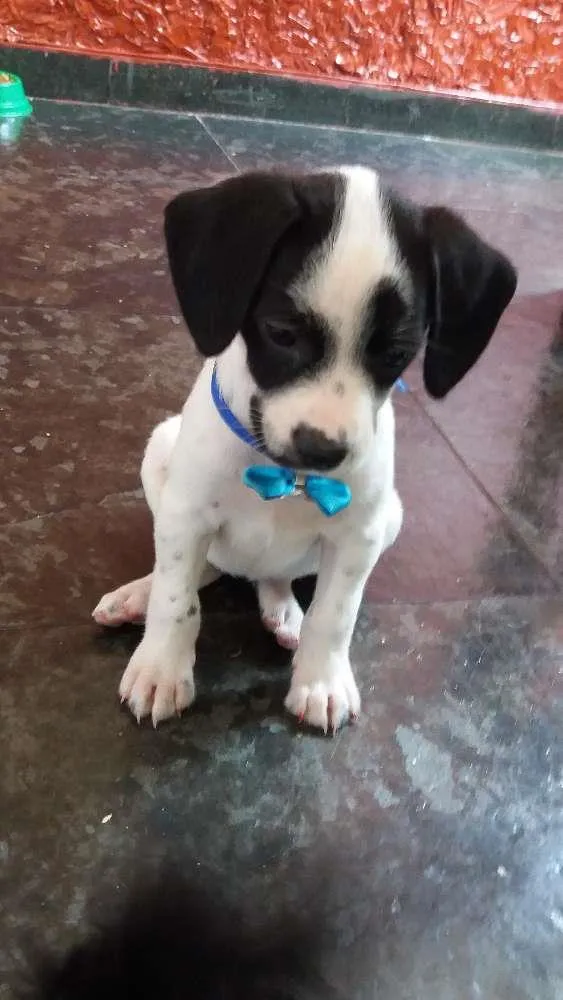 Cachorro raça Vira-lata  idade 2 a 6 meses nome Luna
