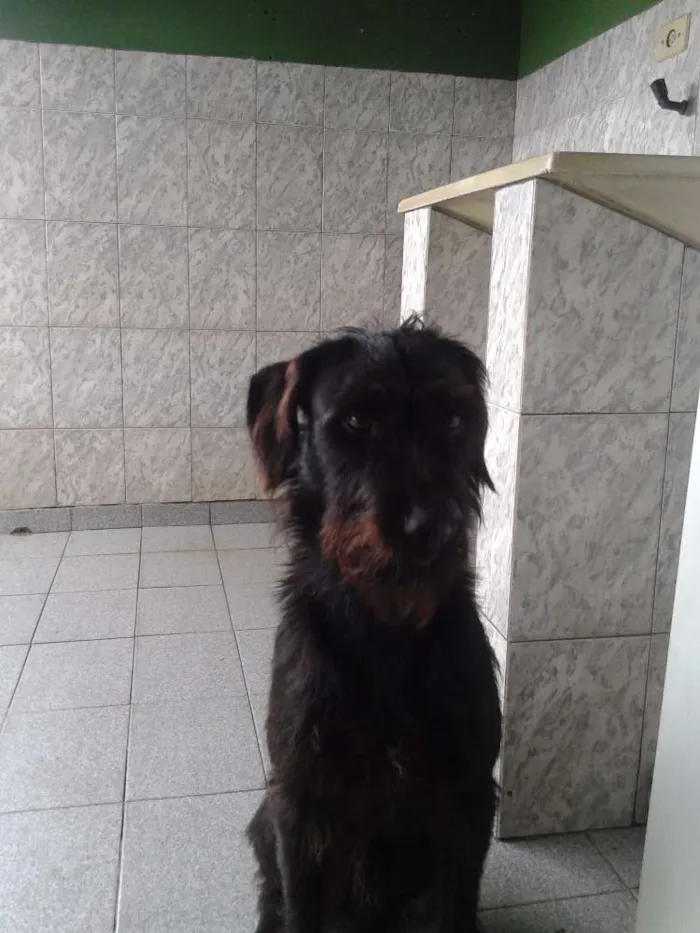 Cachorro ra a Vira lata idade 3 anos nome Dhoi