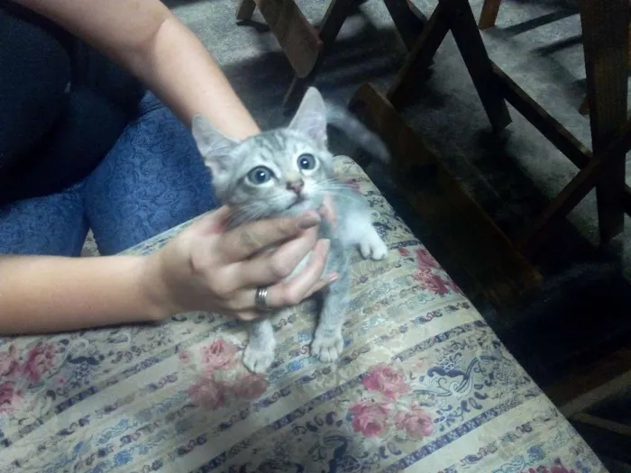 Gato ra a Sem raça idade Abaixo de 2 meses nome GATINHOS
