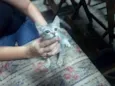 GATINHOS